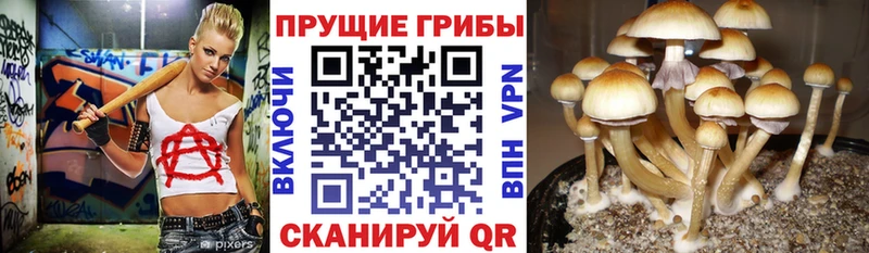 Галлюциногенные грибы Psilocybine cubensis  Саров 