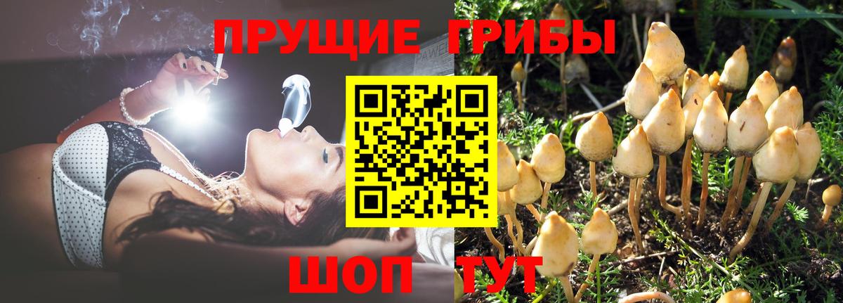 Псилоцибиновые грибы Psilocybe  Вход с VPN  Саров  Псилоцибиновые грибы ЛСД 